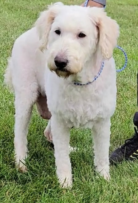 Available Adult Retired Dogs - Adorable Goldendoodles